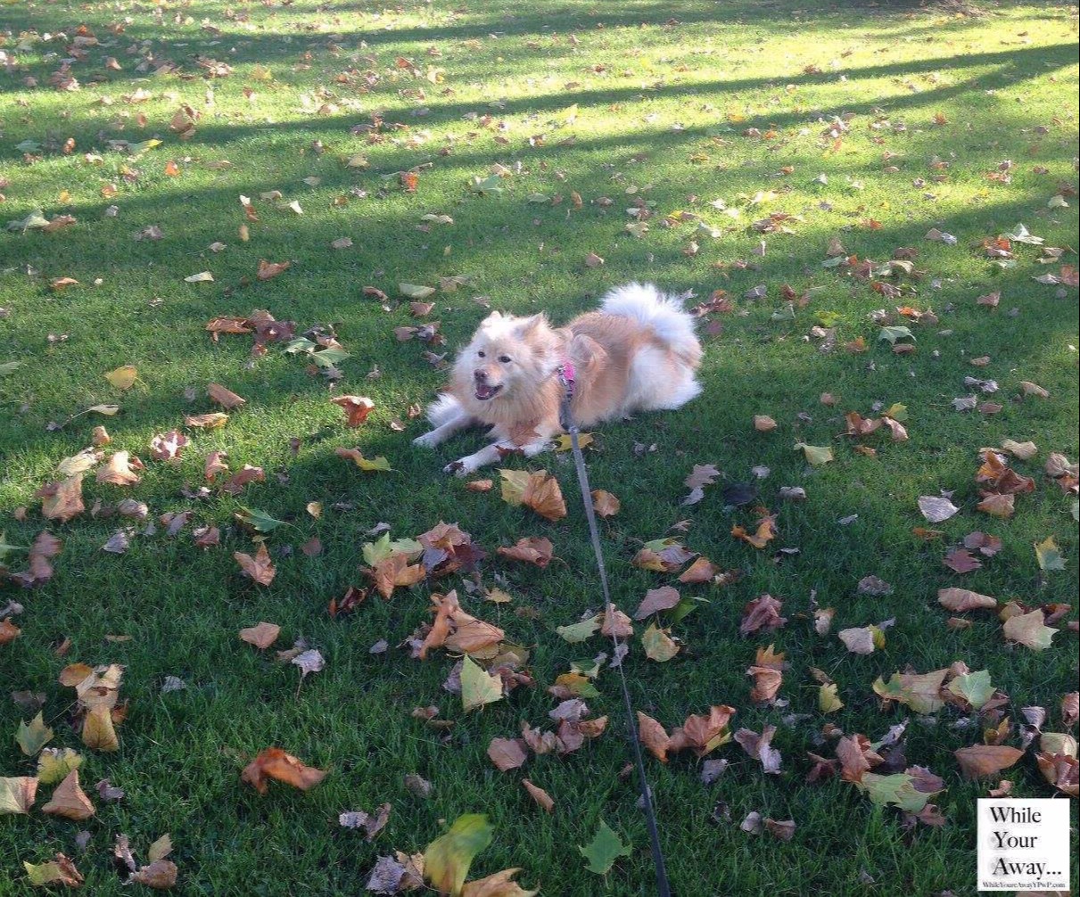 Doggie Day Care Earlsfield