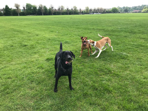 Dog Walker Wimbledon