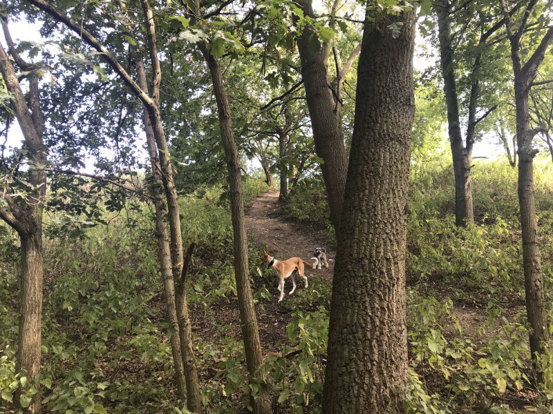 Dog Walker Fulham