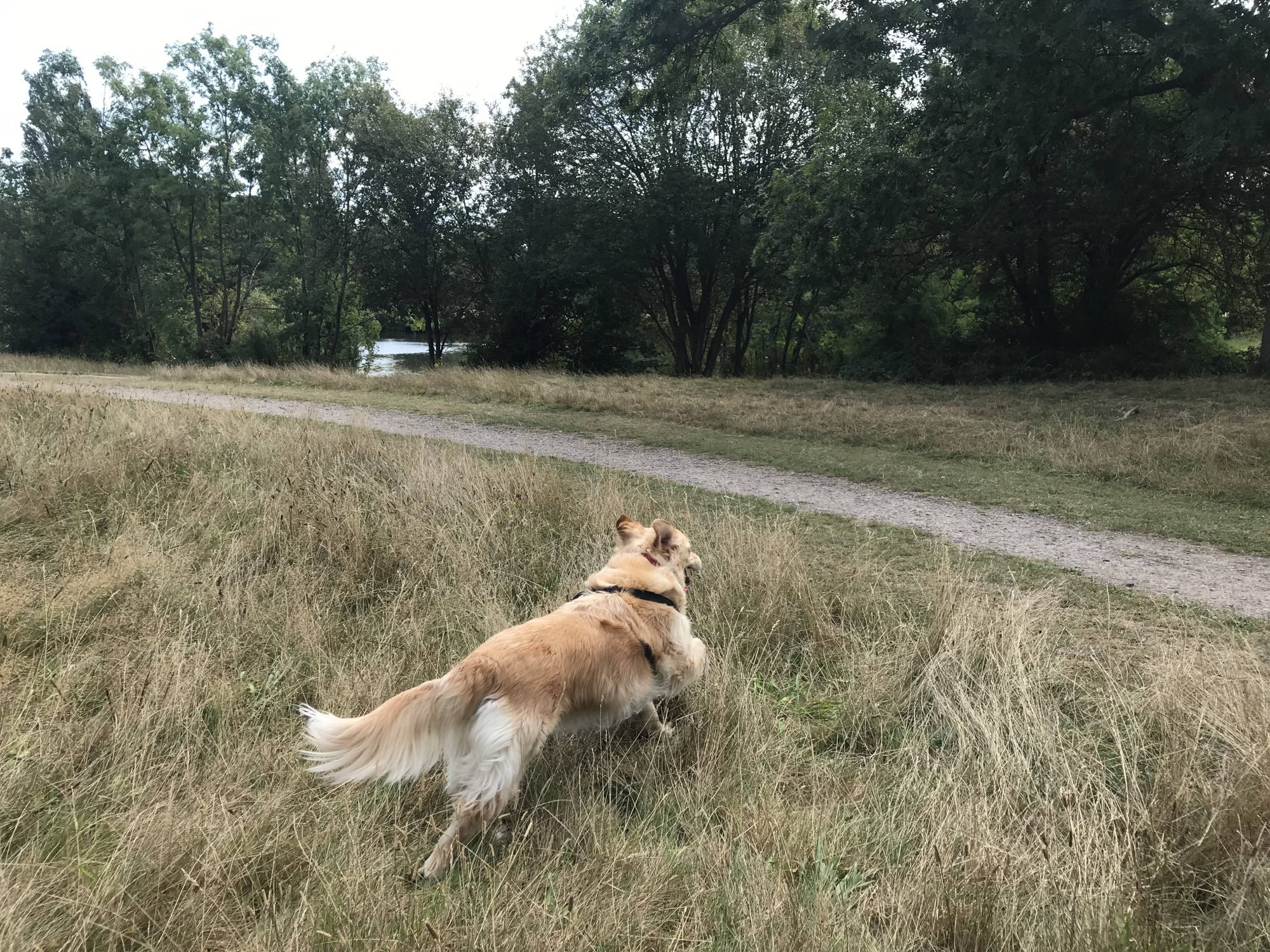 Dog Walker Battersea