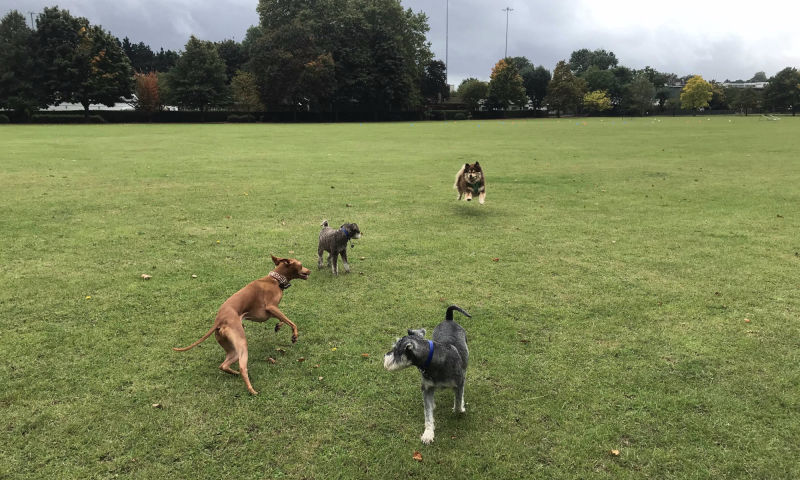 Dog Walker South West London