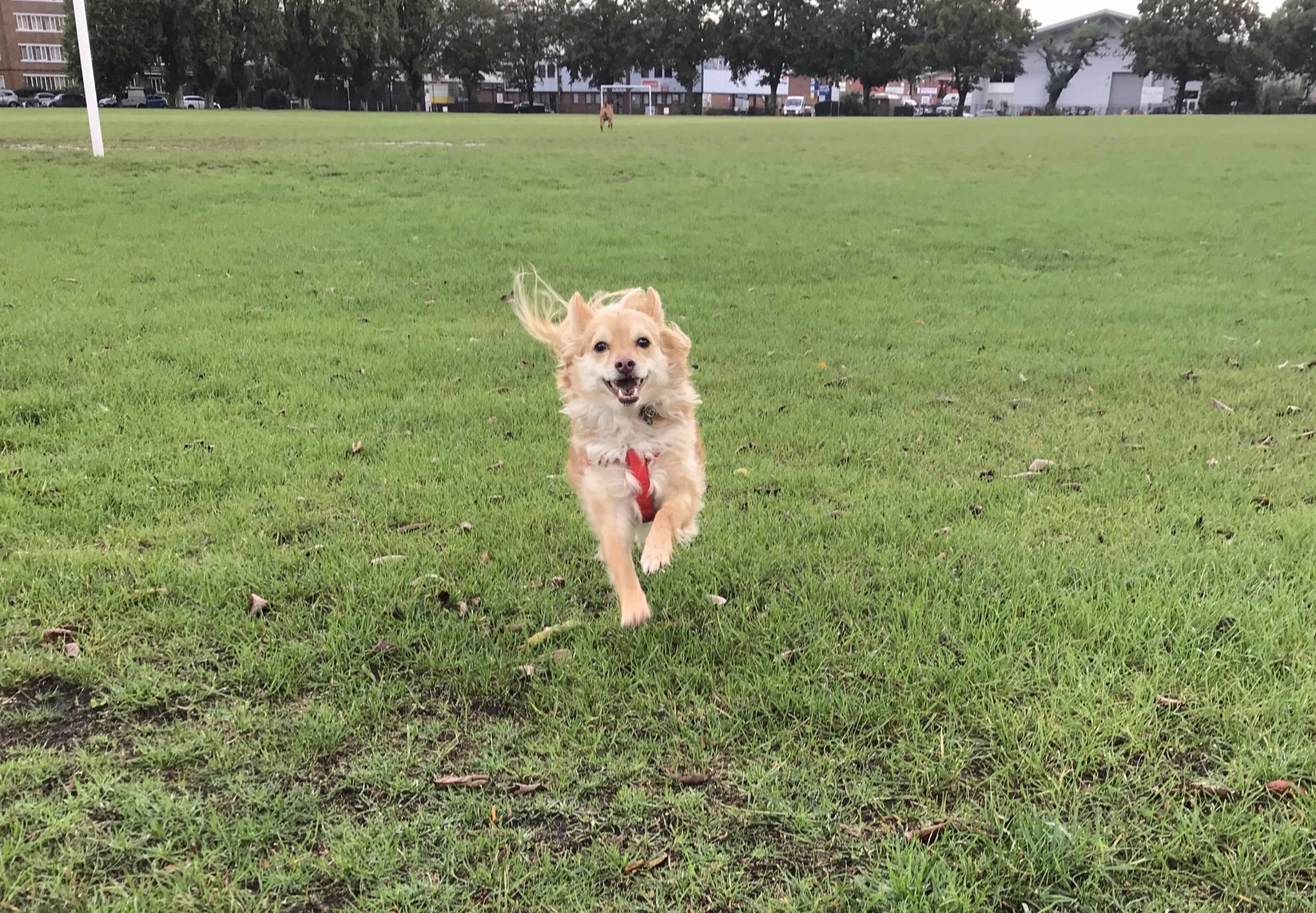 Pet Boarding Southfields