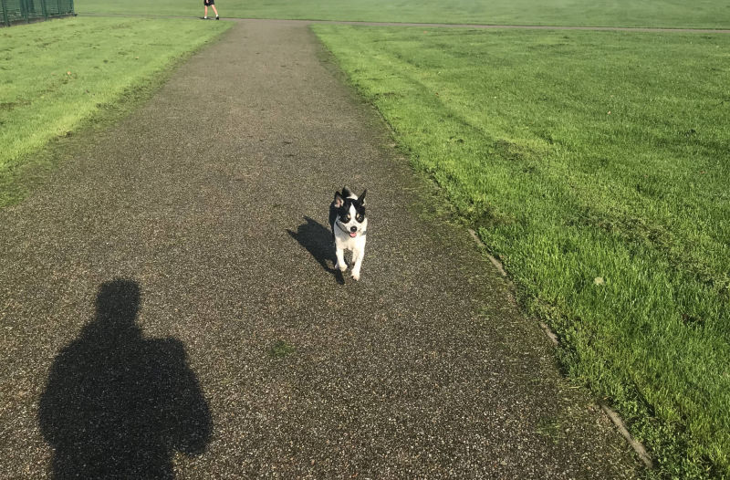 Dog Walker Clapham