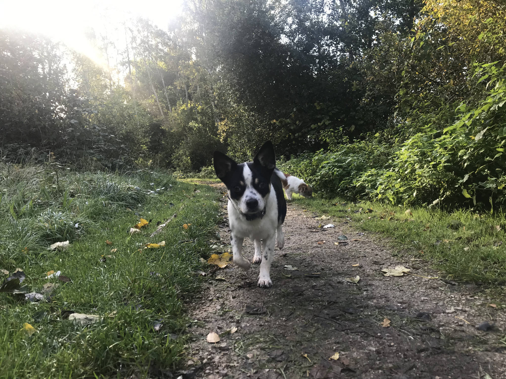 Doggie Day Care Clapham