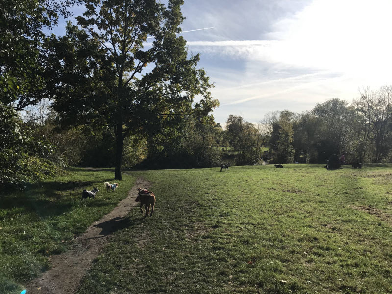 Dog Walker South West London