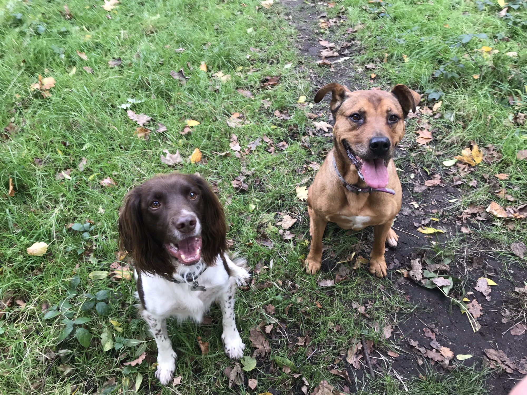 Pet Boarding Earlsfield